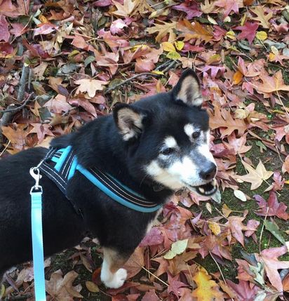 f:id:peko0421:20171111183227j:plain f:id:peko0421:20171111183227j:plain