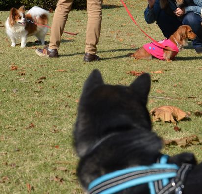 f:id:peko0421:20171111184413j:plain f:id:peko0421:20171111184413j:plain