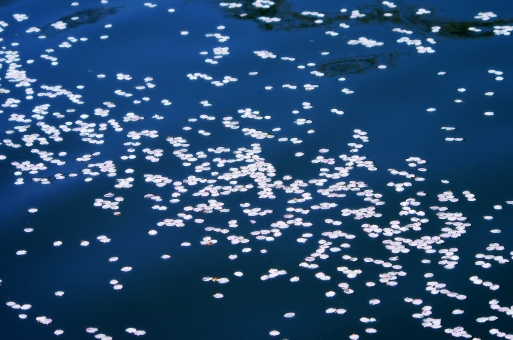 f:id:peko299:20190328122506j:plain