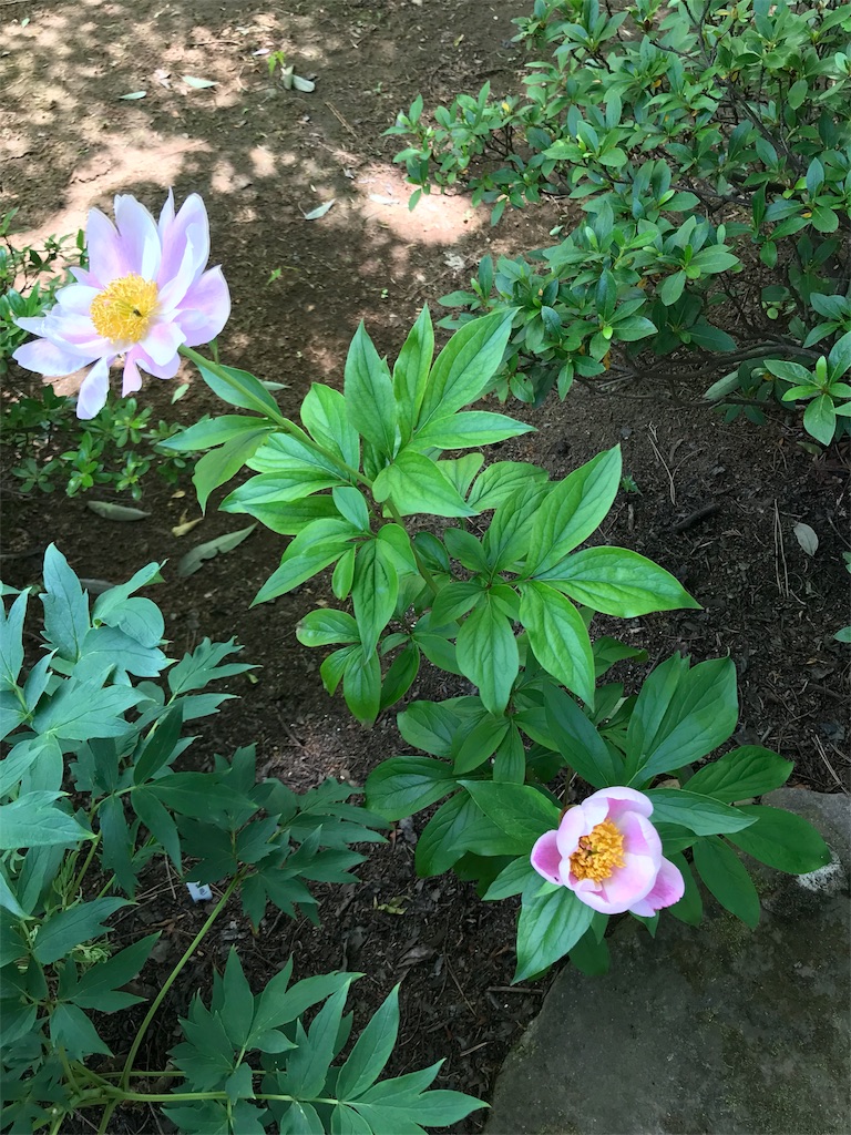 f:id:pekochannu:20180505115710j:image f:id:pekochannu:20180505115710j:image