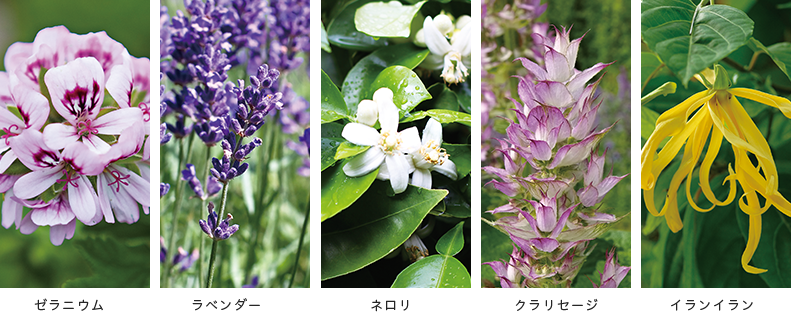 f:id:pekochannu:20181012233933p:plain
