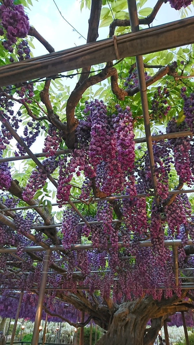 f:id:pekonam:20210502165023j:plain