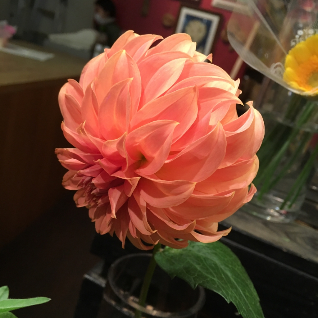 f:id:pekooo:20170210211434j:plain f:id:pekooo:20170210211434j:plain