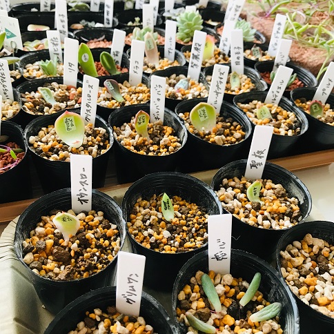 多肉植物の葉挿し どんどん増殖中 ニワアソビ 多肉植物の葉挿し どんどん増殖中 ニワアソビ