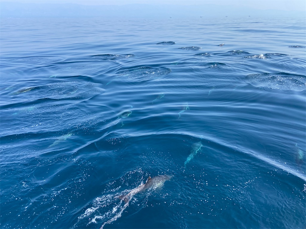 f:id:penchanUSA:20201007081728j:image