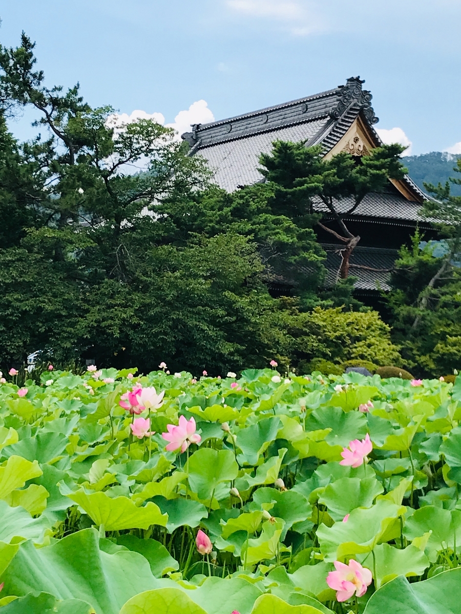 信州 蓮の名所5選 - 信州松本ぺんぎん堂