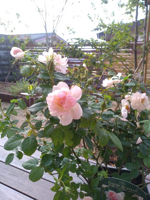 f:id:penglan:20191014100925j:image f:id:penglan:20191014100925j:image
