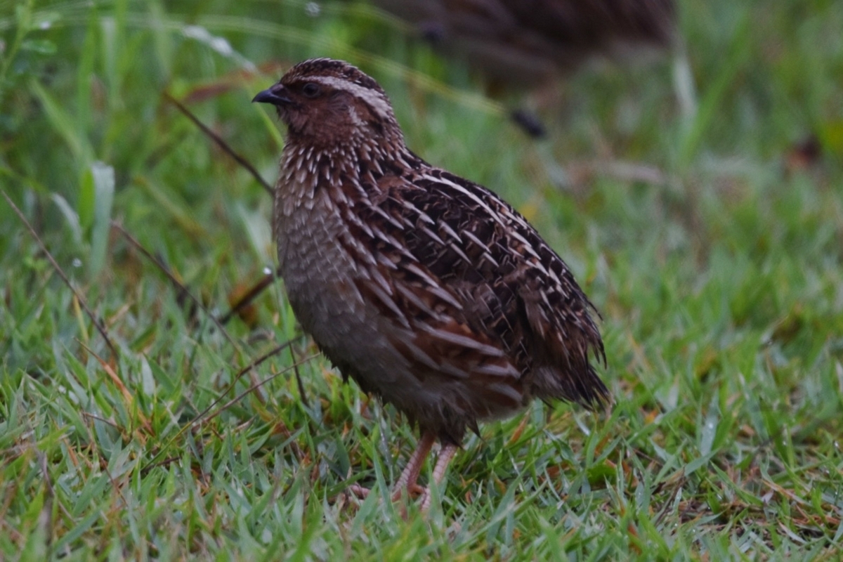 ウズラ / Japanese Quail - ある大学生による鳥まとめ