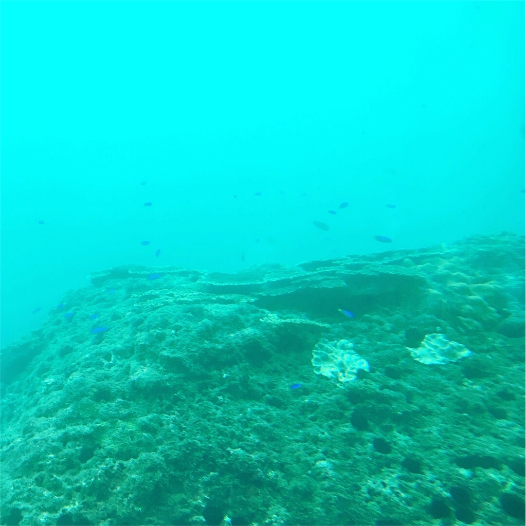 f:id:penguin_tulip:20180727181843j:image f:id:penguin_tulip:20180727181843j:image