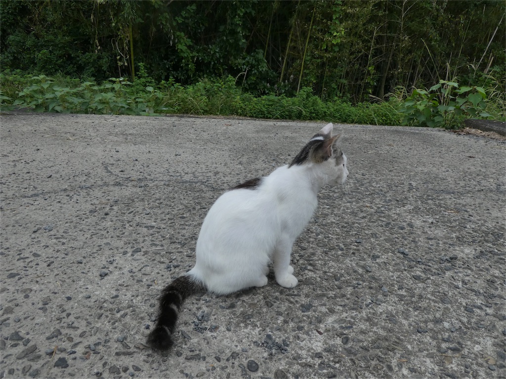 f:id:penguin_tulip:20180730070152j:image f:id:penguin_tulip:20180730070152j:image