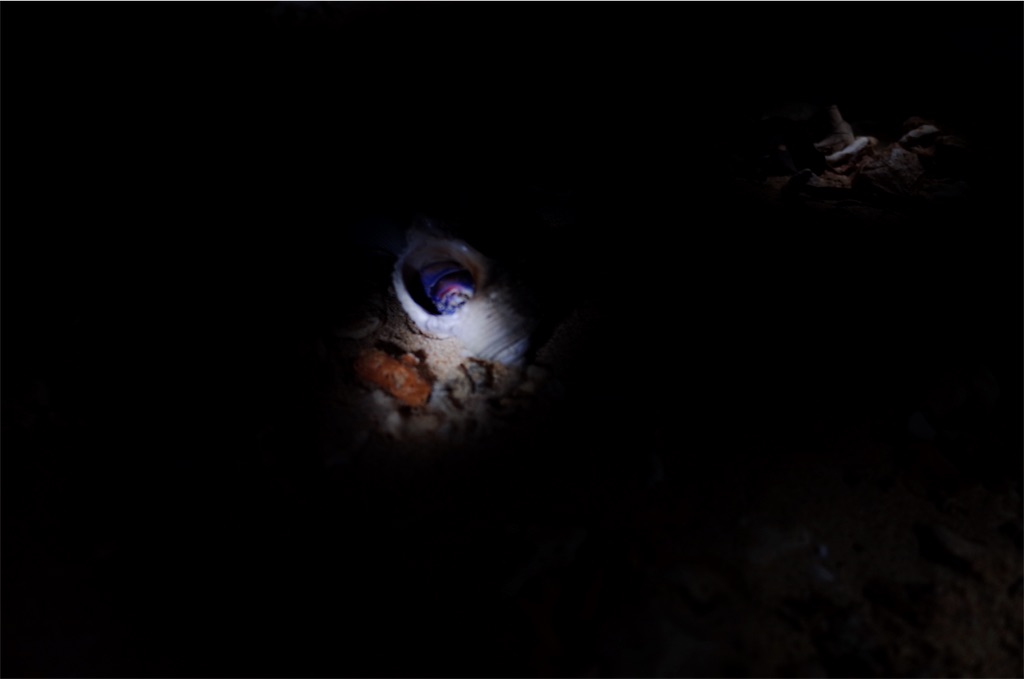 f:id:penguin_tulip:20190310230133j:image