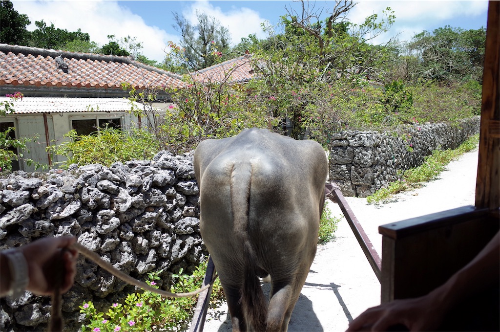 f:id:penguin_tulip:20190311222009j:image