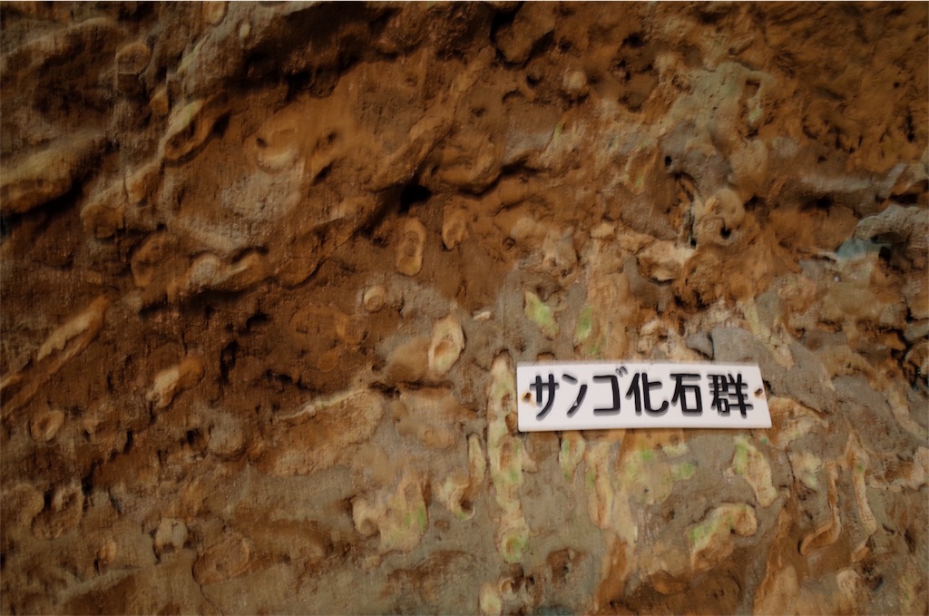 f:id:penguin_tulip:20190311223013j:image