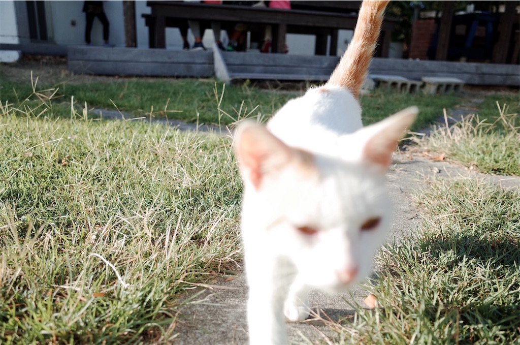 f:id:penguin_tulip:20190311223157j:image