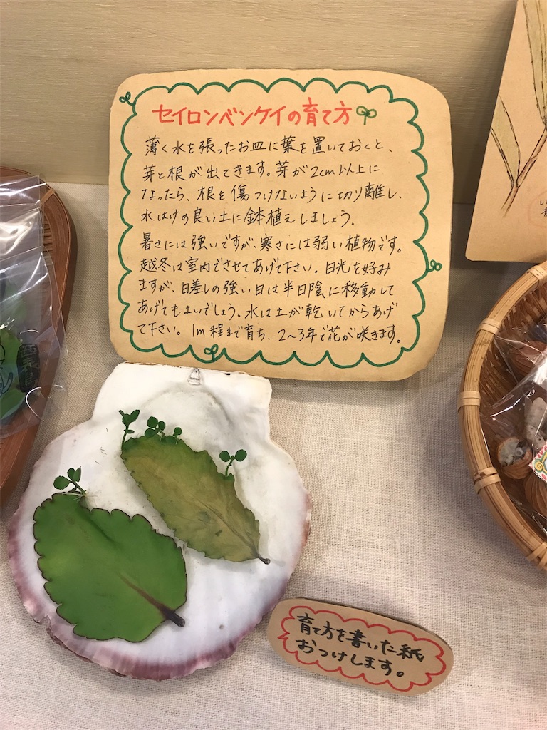 f:id:penguin_tulip:20190312104236j:image