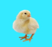 f:id:penguingame:20171205021242j:plain