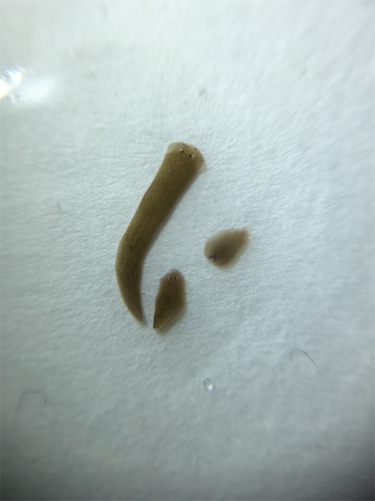 f:id:penguinmodoki:20171217233821j:image