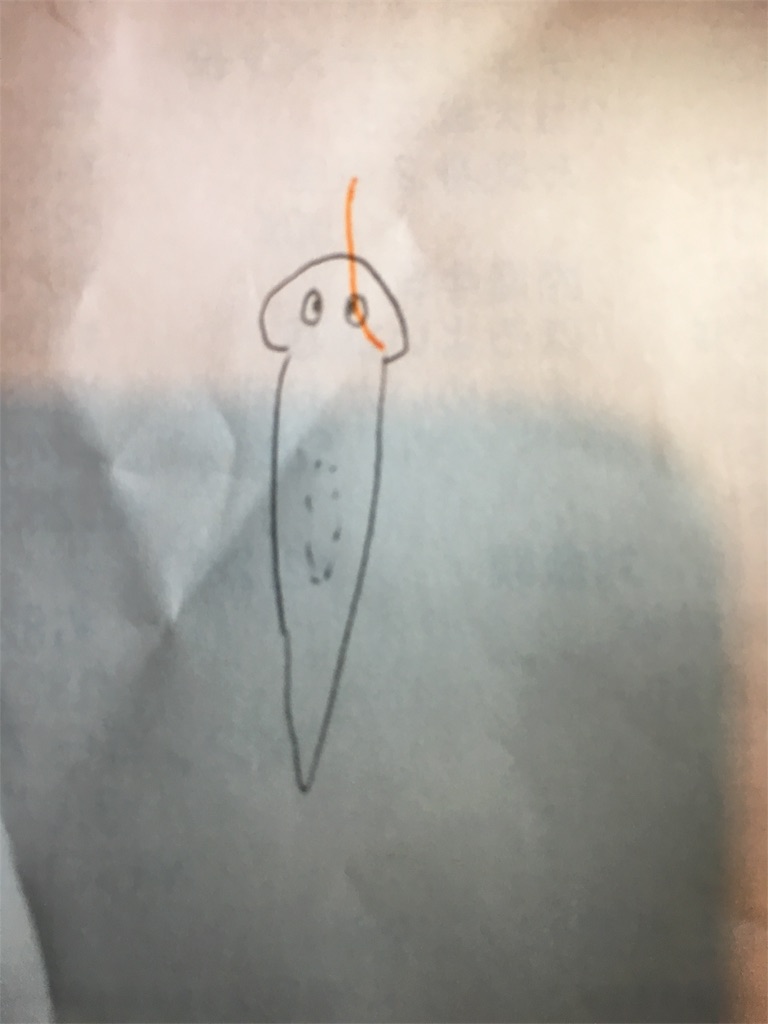 f:id:penguinmodoki:20180130225023j:image