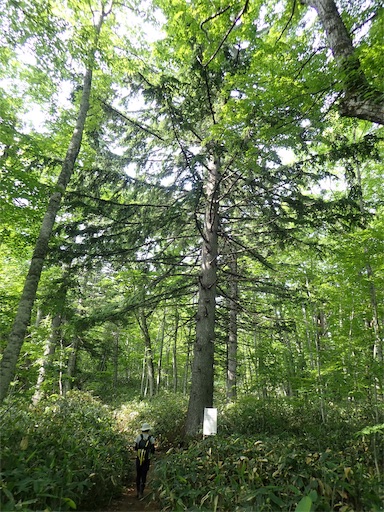 f:id:pennennolde:20190818211029j:image