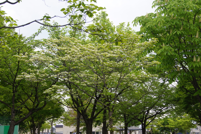 f:id:pennginn7:20140521095309j:image:w360
