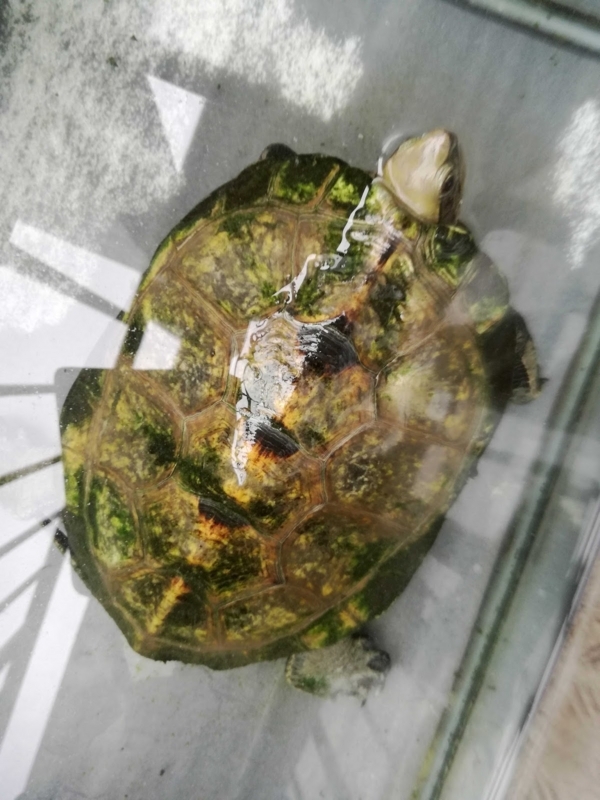 f:id:pennypocket:20171208163342j:plain f:id:pennypocket:20171208163342j:plain