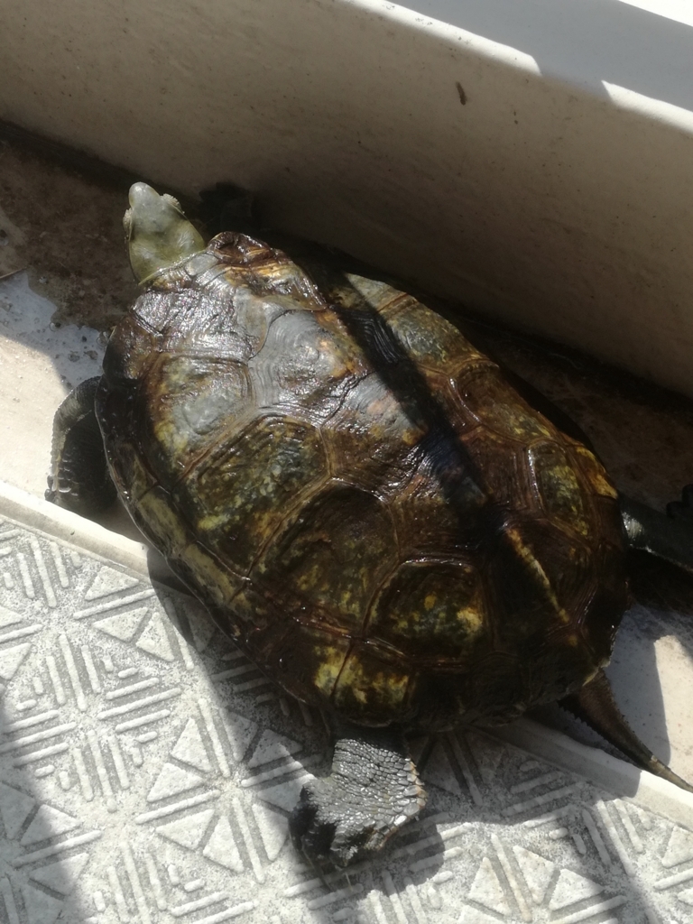 f:id:pennypocket:20180314100748j:plain