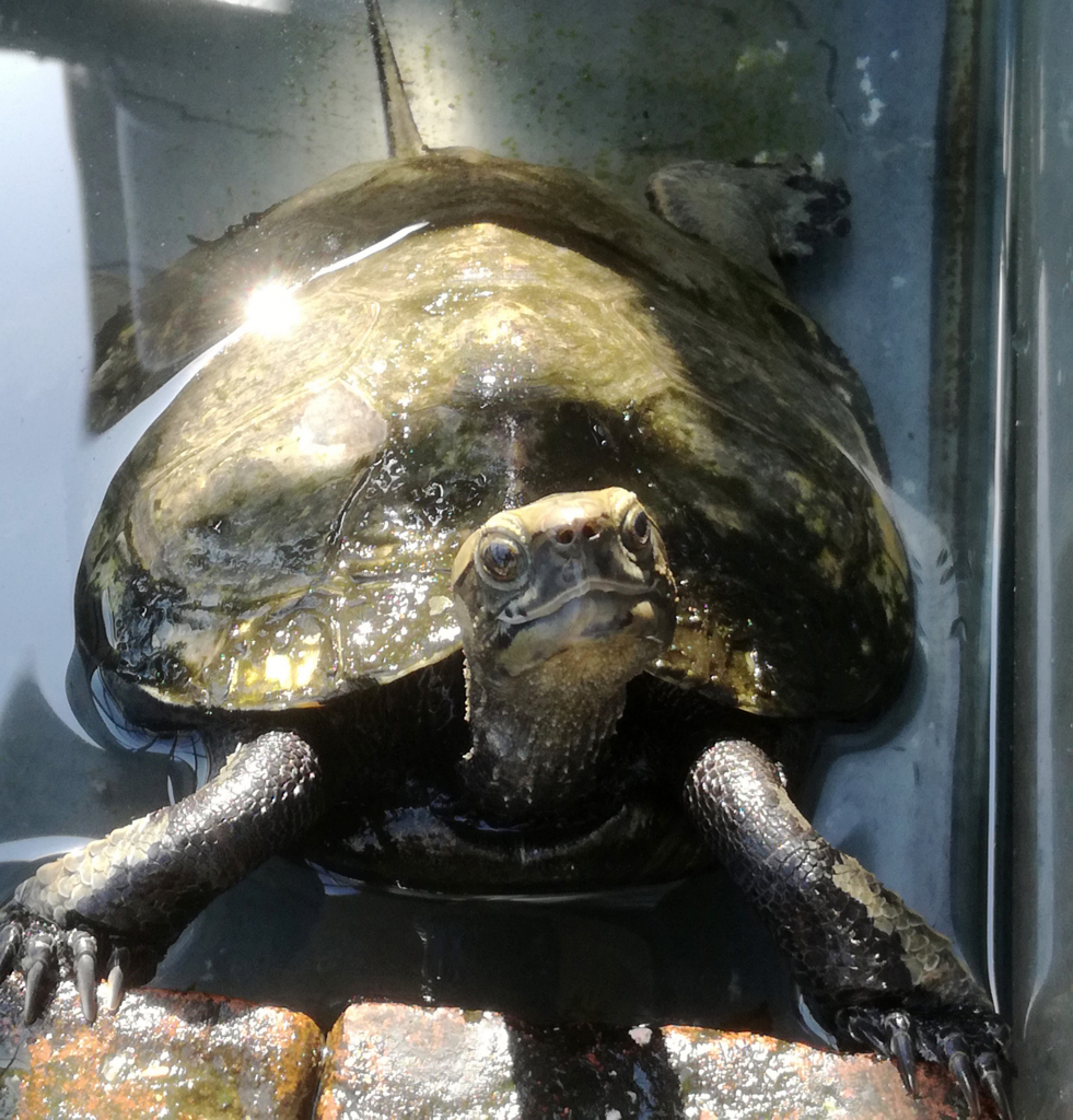 f:id:pennypocket:20180501150902j:plain f:id:pennypocket:20180501150902j:plain