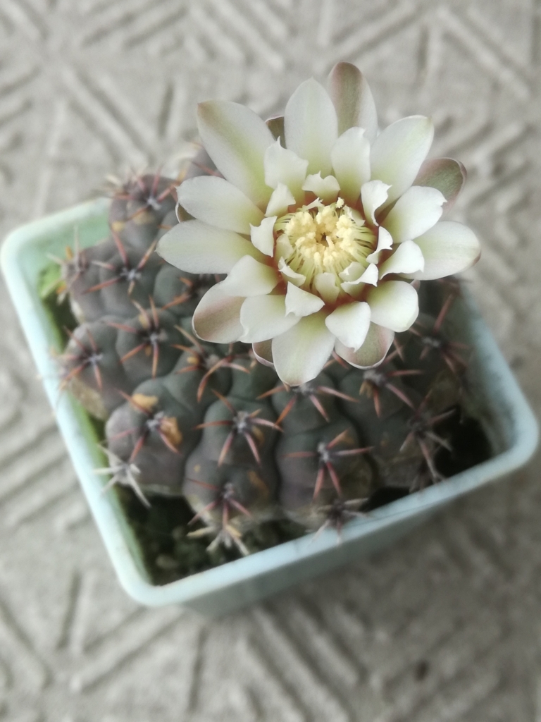 f:id:pennypocket:20180815145859j:plain