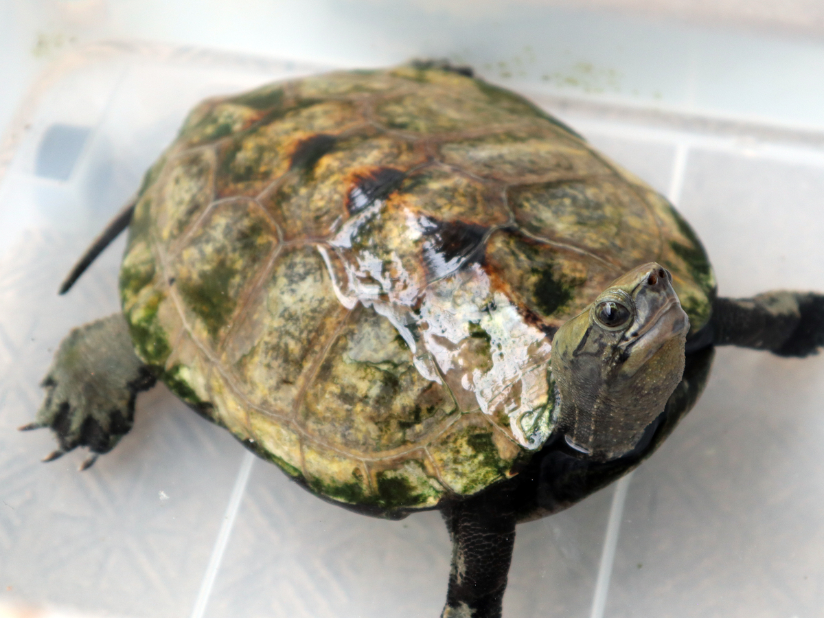 f:id:pennypocket88:20200725142011j:plain