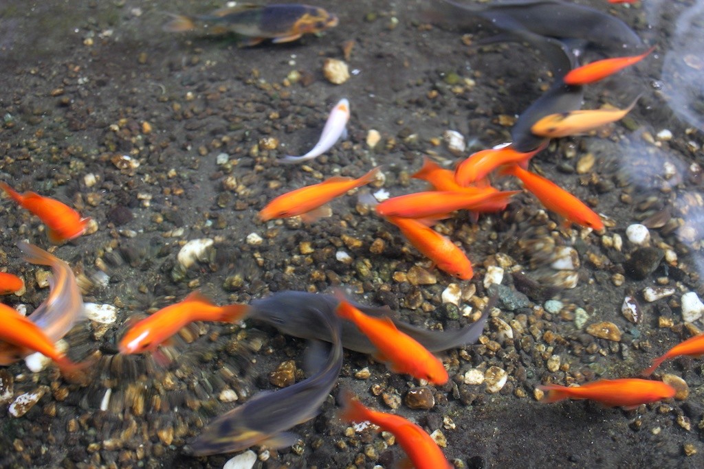 f:id:penpen-0704:20110806041830j:image:w640