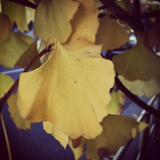 f:id:penpen-0704:20111212163858j:image