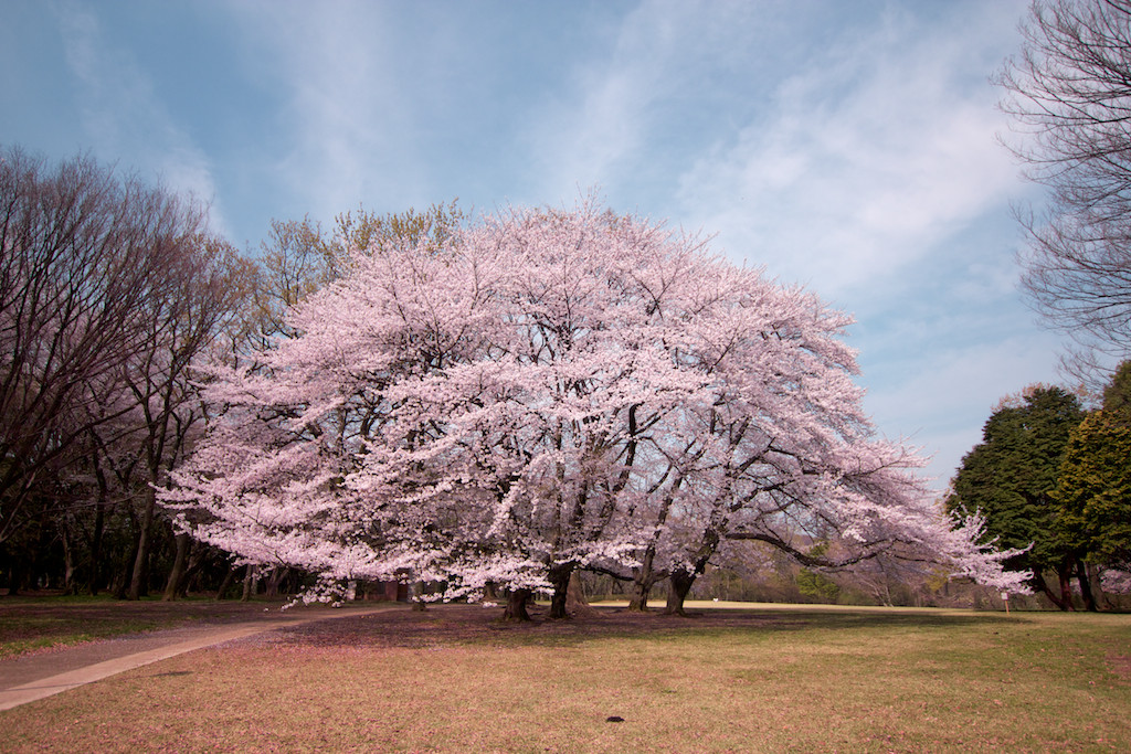 f:id:penpen-0704:20140508210554j:plain