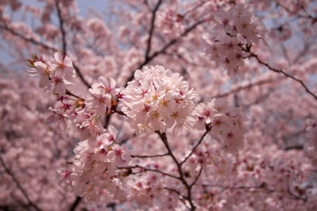 f:id:penpen-0704:20140508210601j:plain