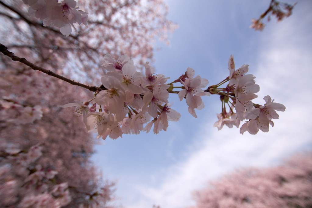 f:id:penpen-0704:20140508210644j:plain