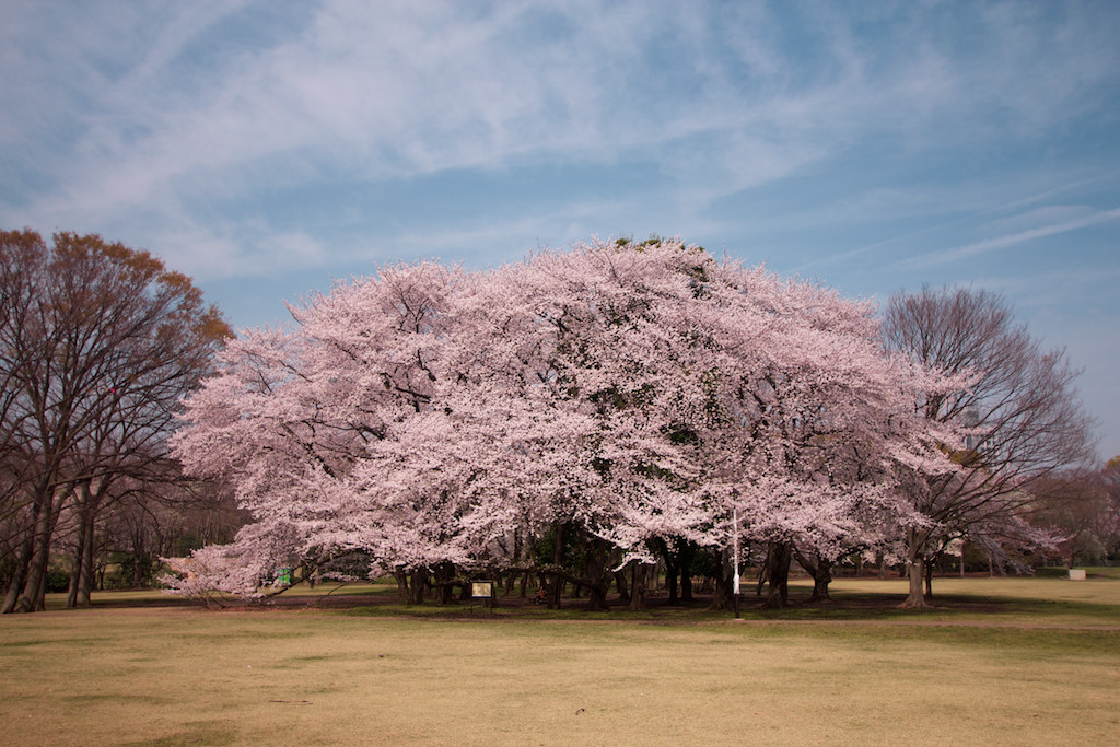 f:id:penpen-0704:20140508210656j:plain