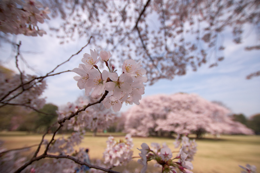 f:id:penpen-0704:20140508210704j:plain