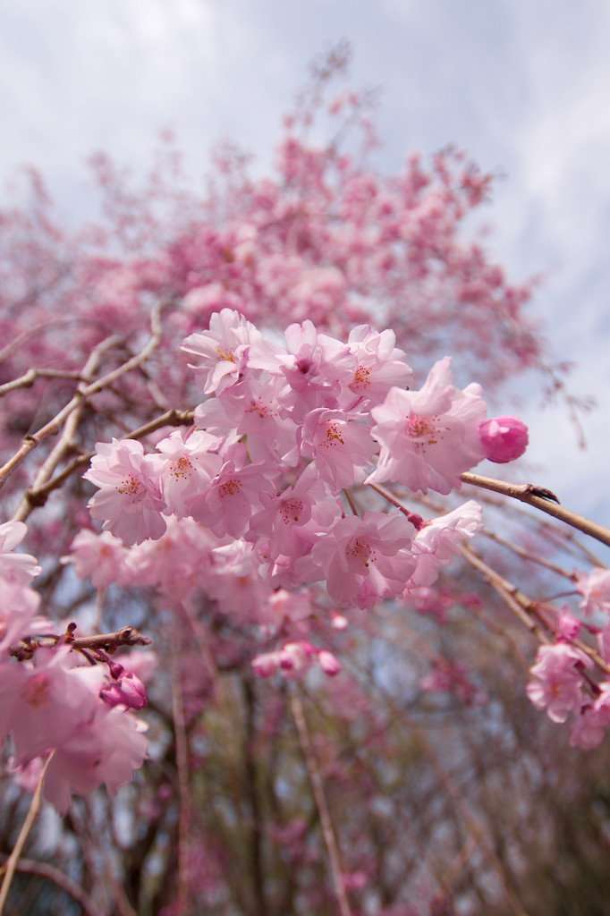 f:id:penpen-0704:20140508210722j:plain