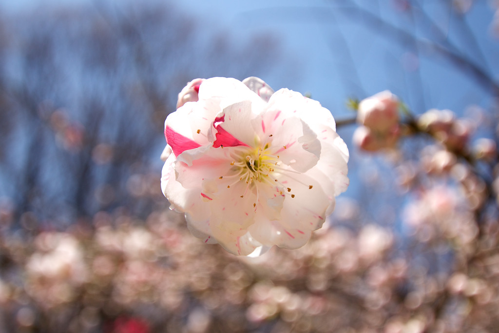 f:id:penpen-0704:20140508211159j:plain