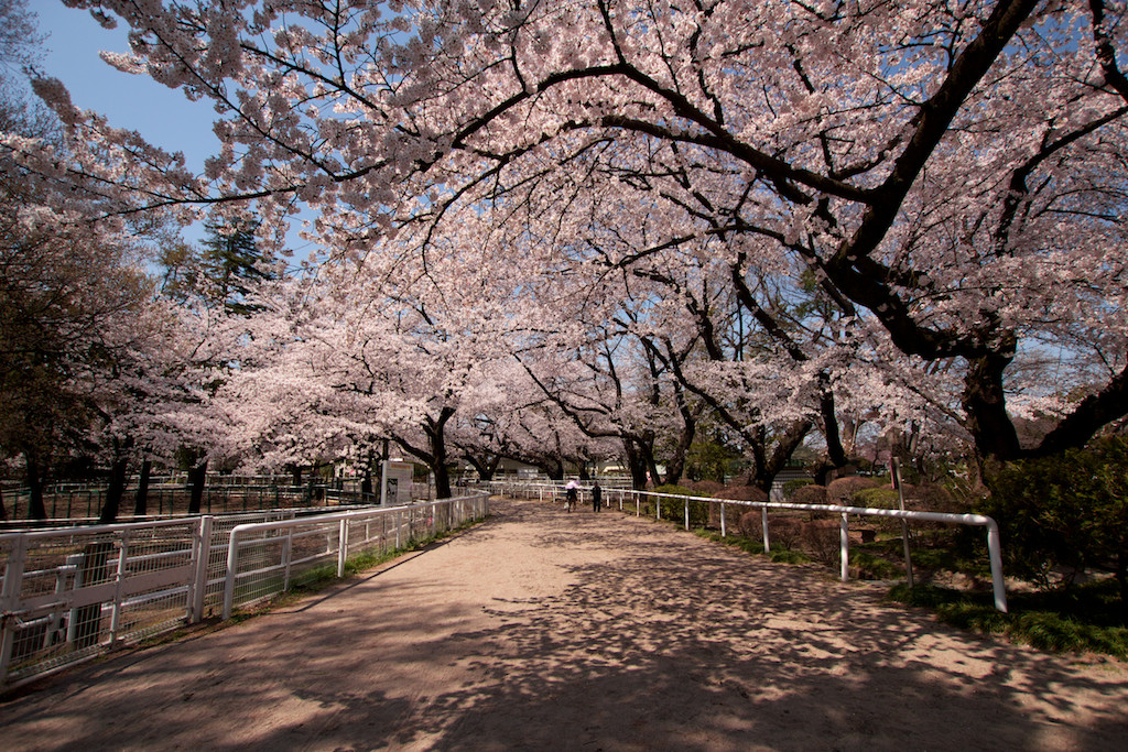 f:id:penpen-0704:20140508211242j:plain