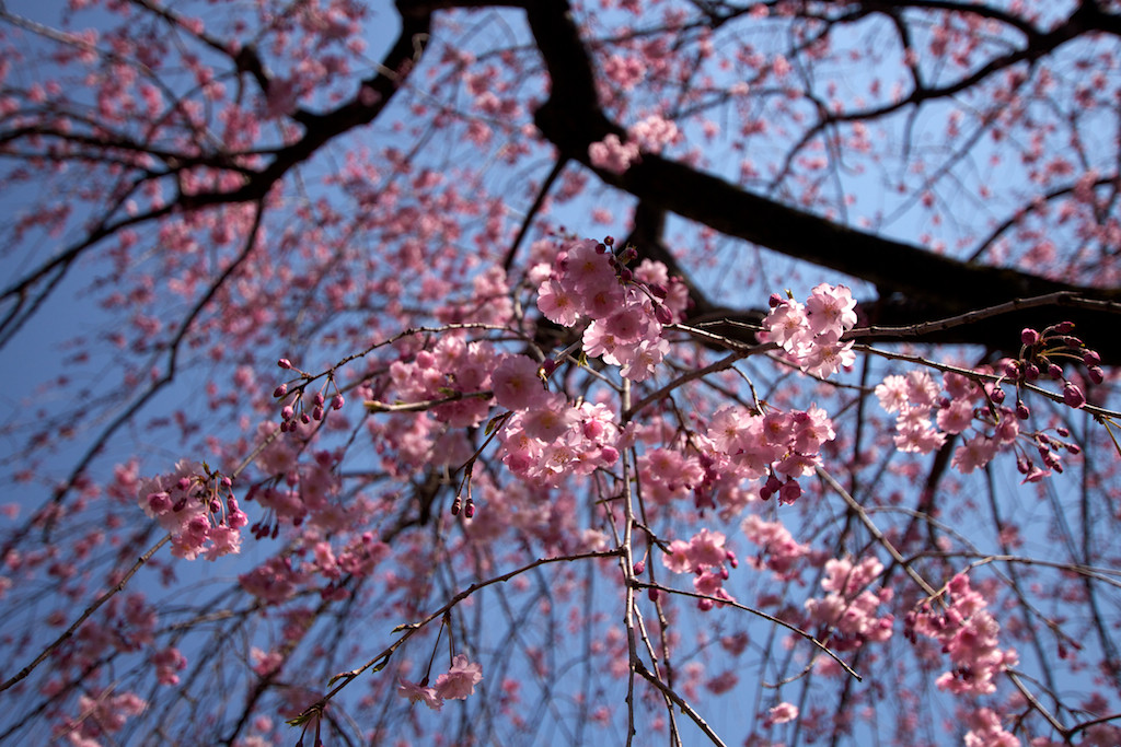 f:id:penpen-0704:20140508211311j:plain