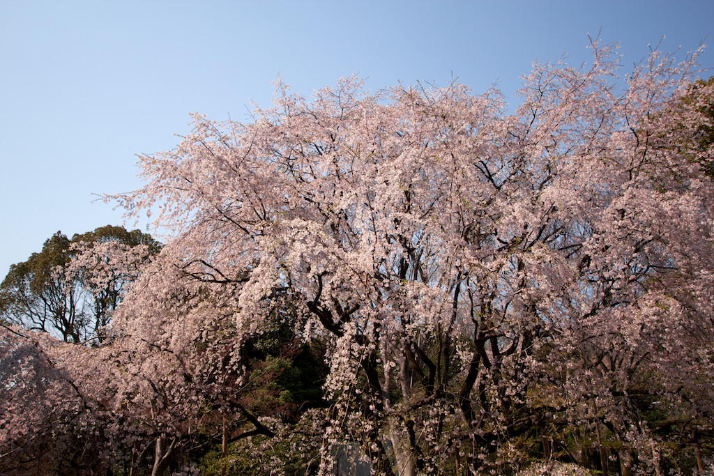 f:id:penpen-0704:20140508211327j:plain