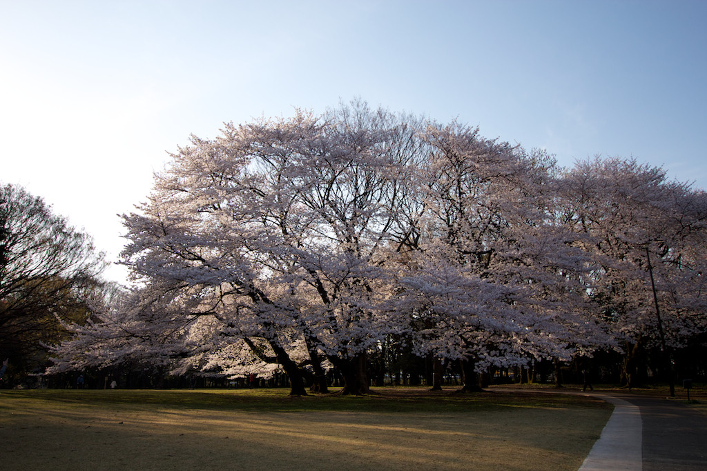 f:id:penpen-0704:20140508211345j:plain