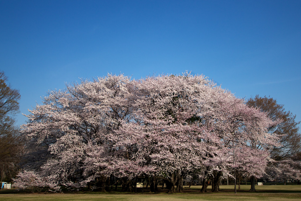 f:id:penpen-0704:20140508211402j:plain
