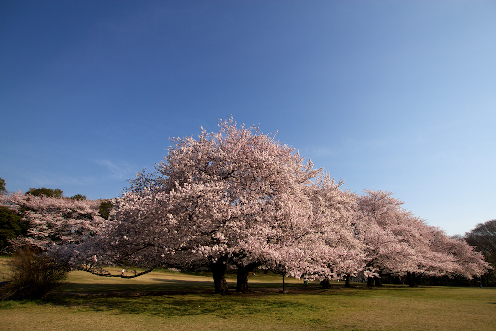 f:id:penpen-0704:20140508211410j:plain