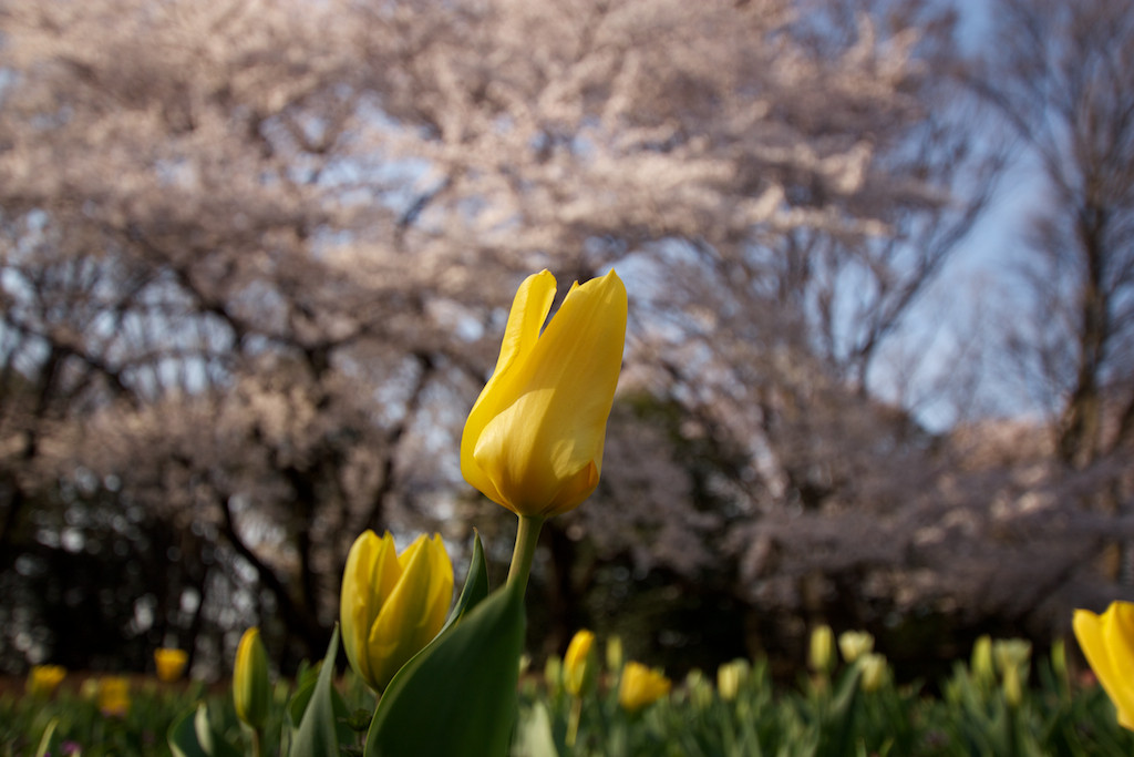 f:id:penpen-0704:20140508211441j:plain