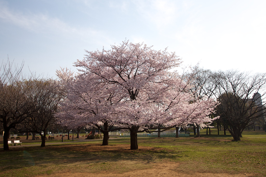 f:id:penpen-0704:20140508211451j:plain