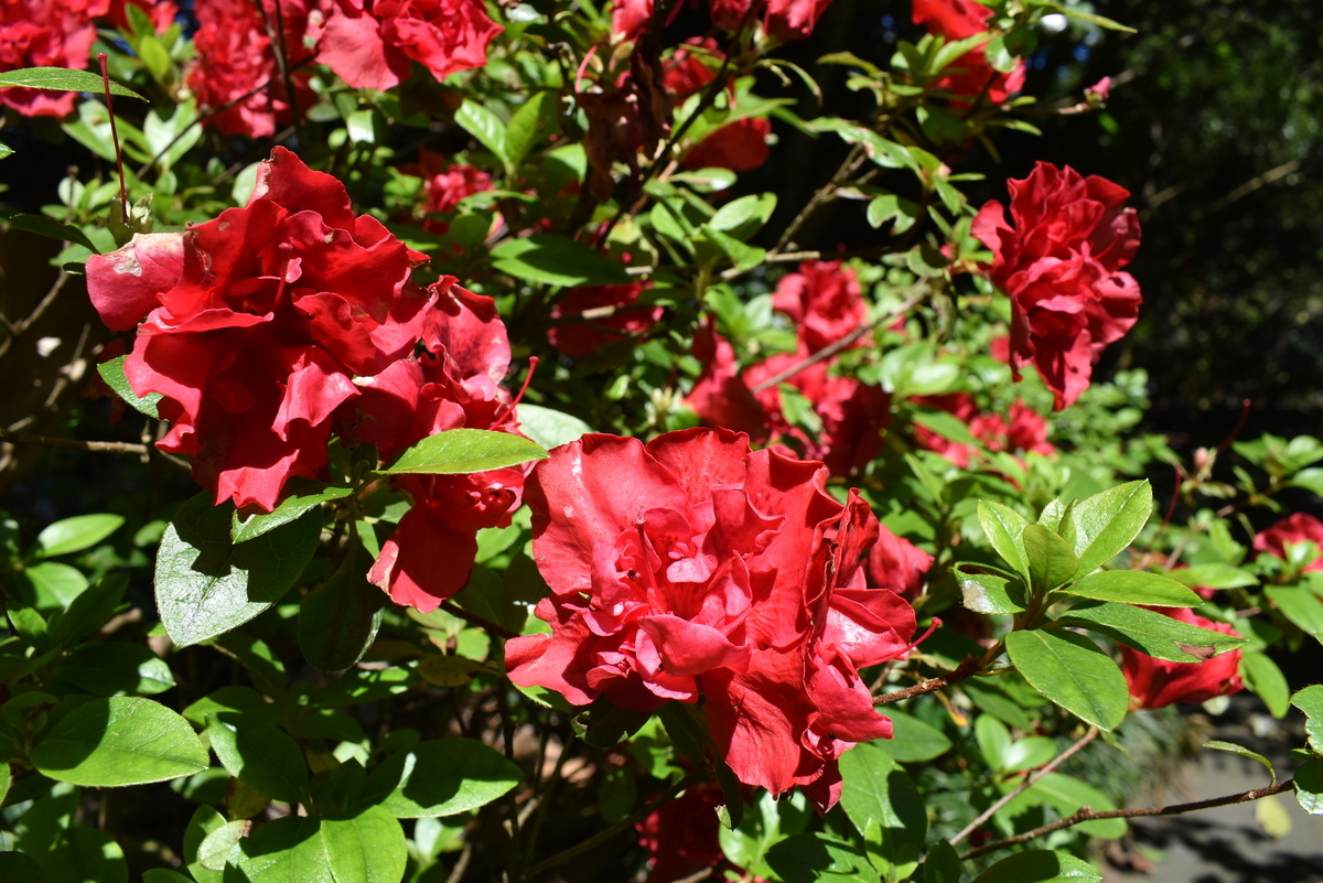 f:id:penpenI:20190922150114j:plain f:id:penpenI:20190922150114j:plain