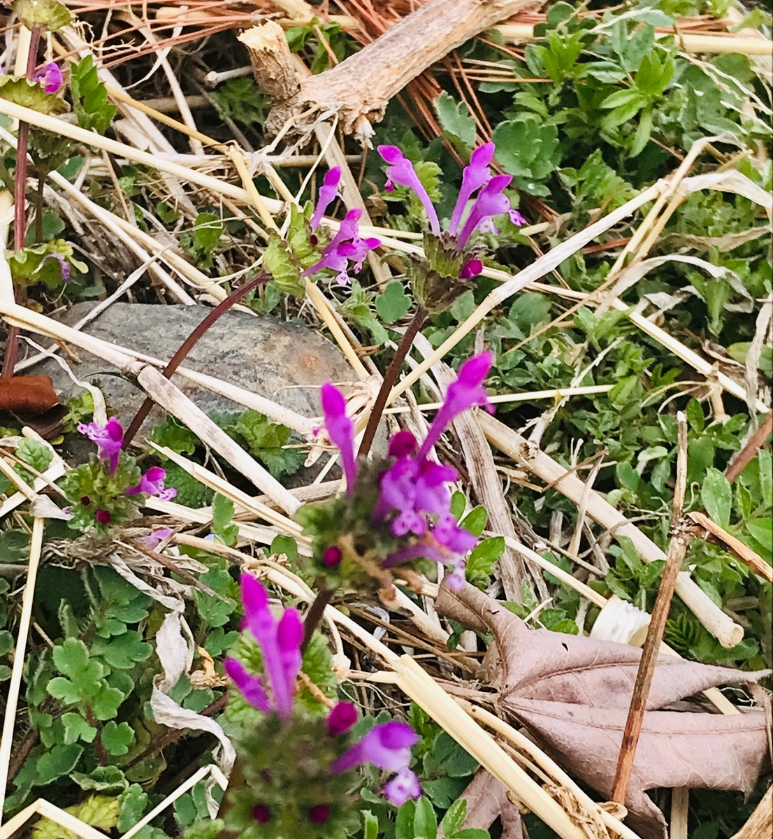 f:id:penpen_usamaru:20220317204917j:plain