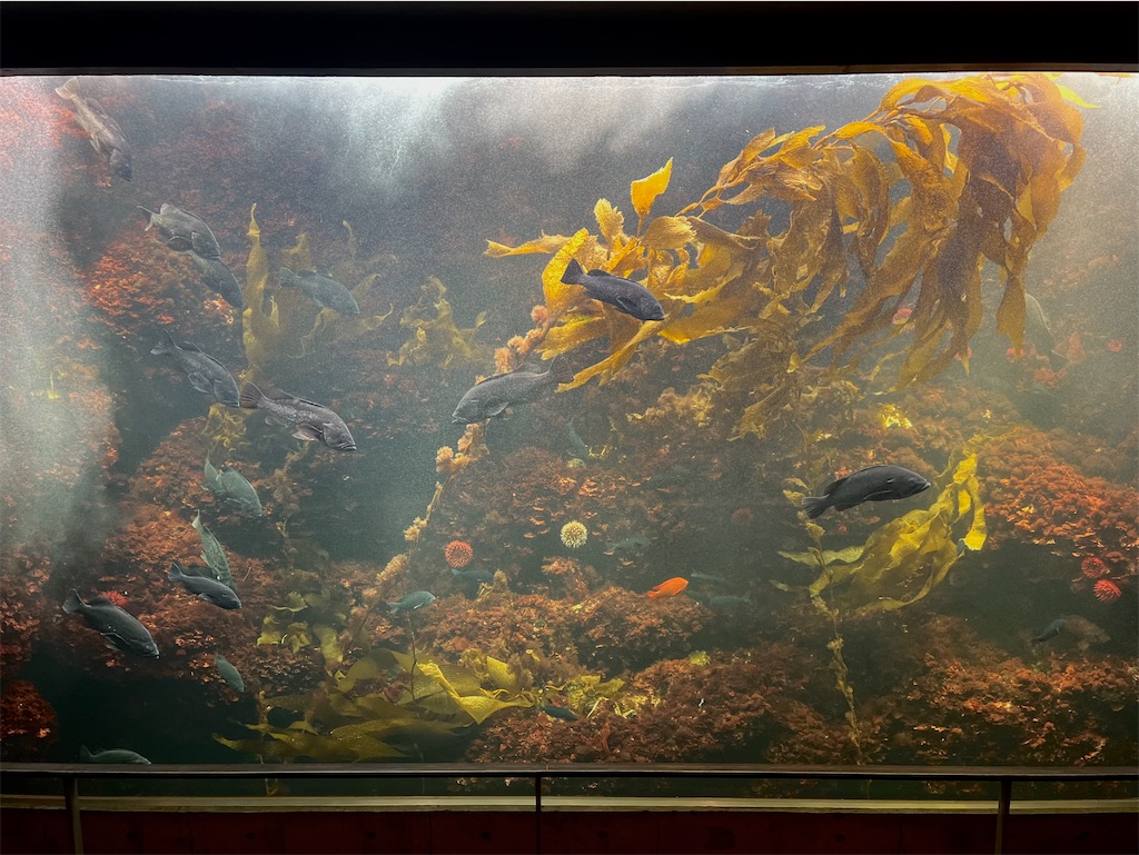 葛西臨海水族園の「海藻の林」水槽の写真