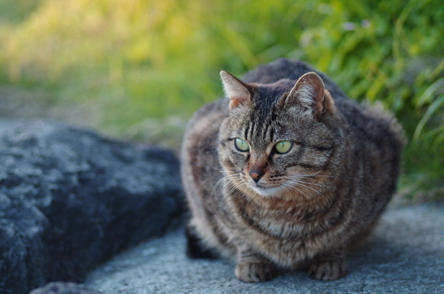 f:id:pentax-ricoh:20200521224013j:plain